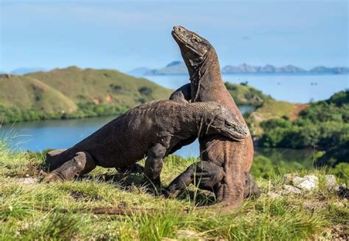 Attempt to smuggle Komodo dragon in sock from Labuan Bajo to Bali, Indonesia