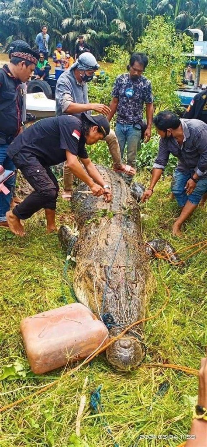 Body of 8-year-old boy cut out of crocodile that swallowed him whole in Indonesia