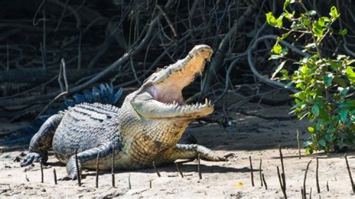 Crocodile spotting: Fernborough Beach in Yeppoon on croc alert