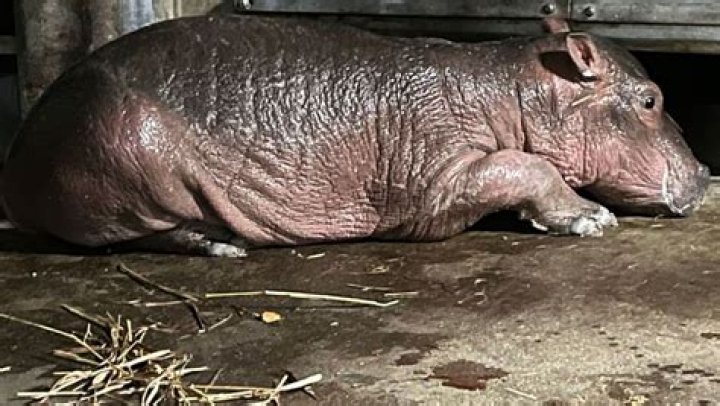 Fiona gets a sibling: Baby hippo born at Cincinnati Zoo