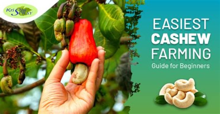 How cashew nuts grow: Australians stunned to discover snack is seed of apple variety