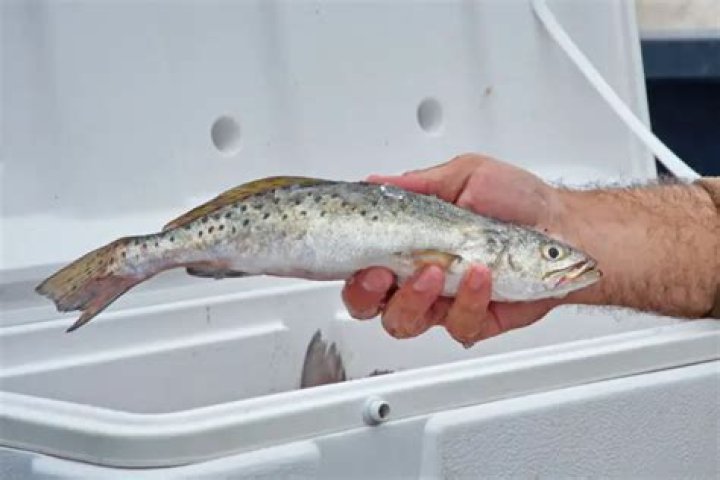 how to clean speckled trout?