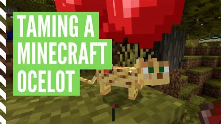 how to tame an ocelot in minecraft xbox 360?