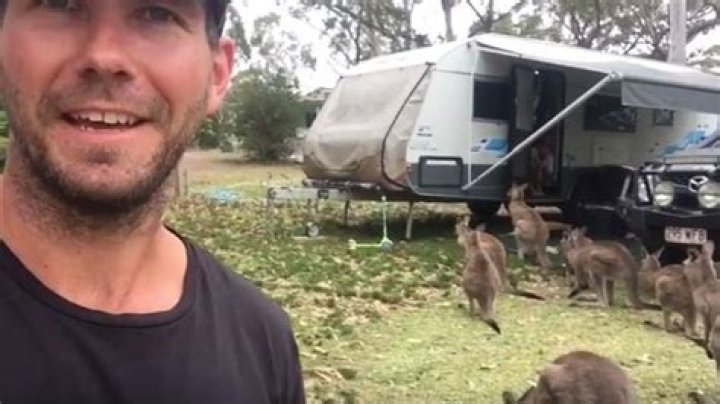 Kangaroo in a caravan: Jervis Bay roo gets friendly with campers | Photos