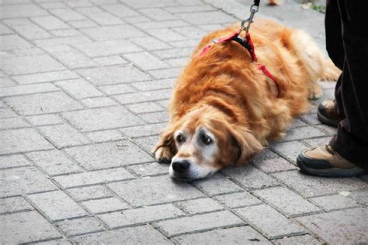 Loyal dog refuses to leave owner's grave a week after his death