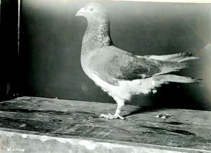 Meet the hero carrier pigeon that saved US troops during a WWI battle 100 years ago