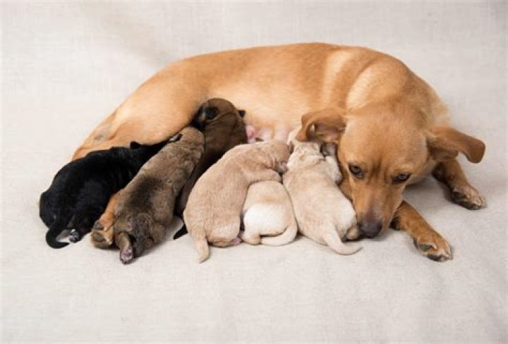 My Dog Had 7 Puppies Riddle Answer, Get Riddle Answer Here!