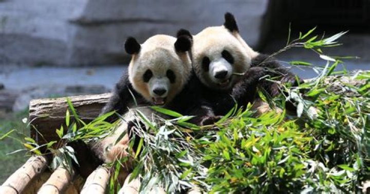 National Zoo's popular pandas heading to China