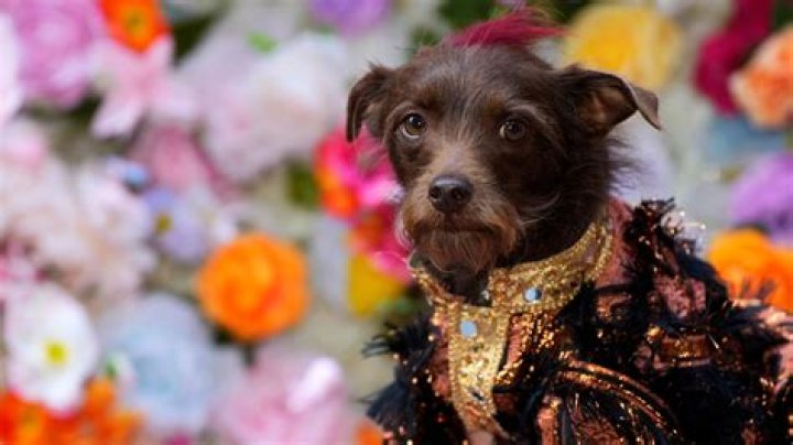 Royal Ascot's best dressed dogs! 7 photos of the smartest pups at the races