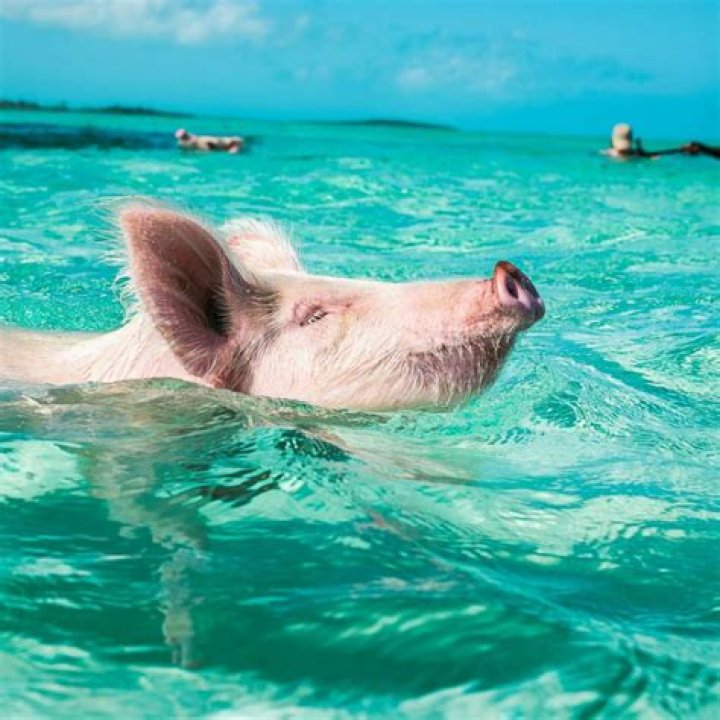 Swim with pigs when you book a villa at this Bahamas resort