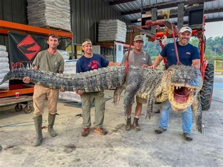 The discovery of an alligator in an Ohio home’s basement