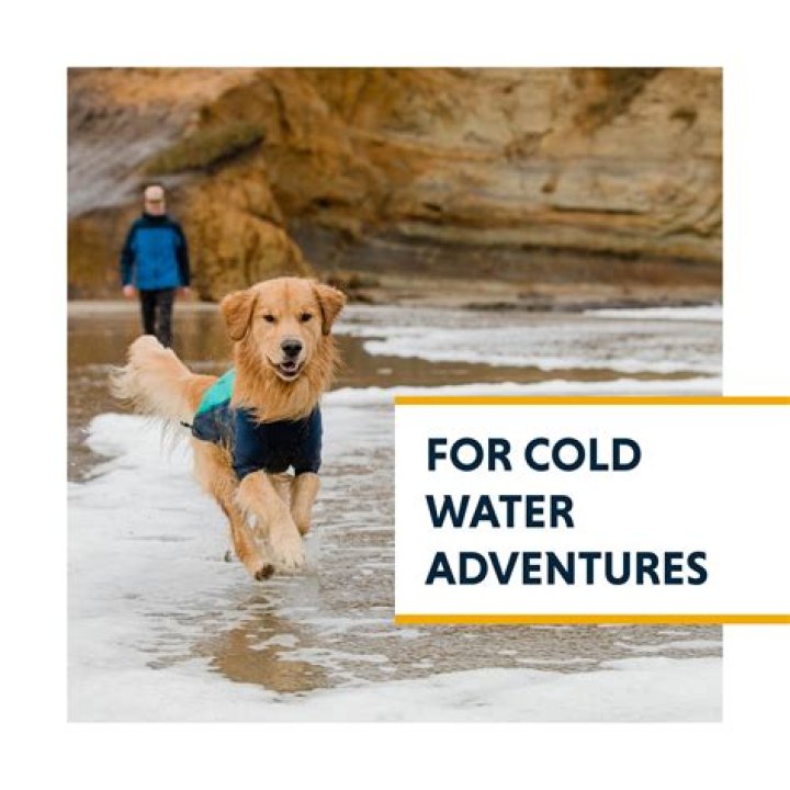 Will Ice Cubes and Ice Water Kill Your Dog This Summer?