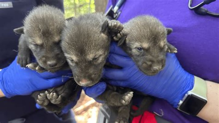 With only dozens left, South Dakota zoo welcomes litter of 'critically endangered' red wolf pups